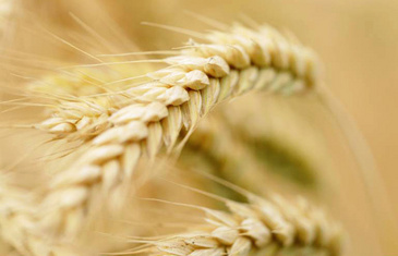 Ситуация на зерновом рынке: в Рязанской области, в России, в мире