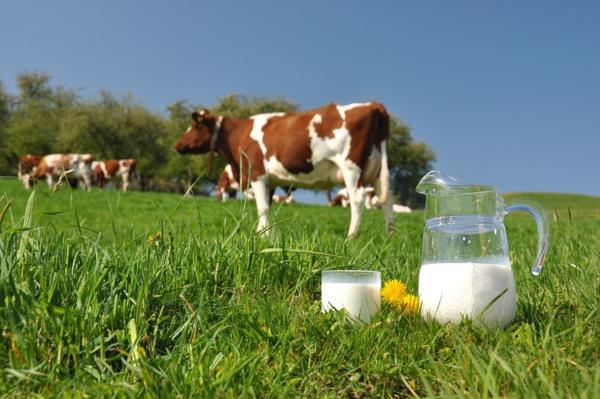 Рязанская область: животноводы сельхозпредприятия ООО «Пронское» планируют увеличить количество получаемого молока и улучшить его качество