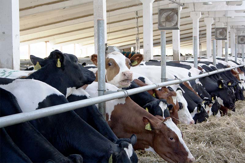 В молочном животноводстве Рязанской области сохраняется положительная динамика производства
