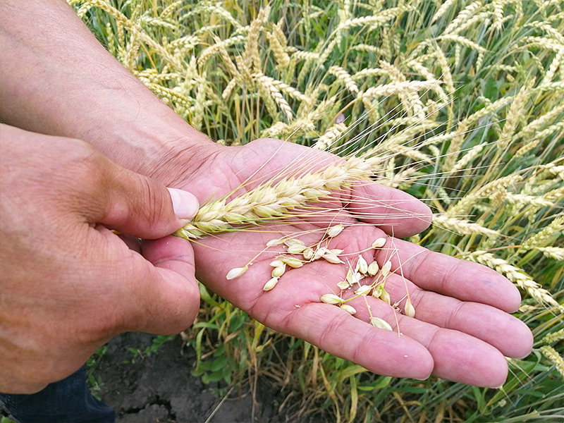 Потребности компании «АПК-Рязань» в семенах обеспечивает собственная семеноводческая база в Ряжском районе