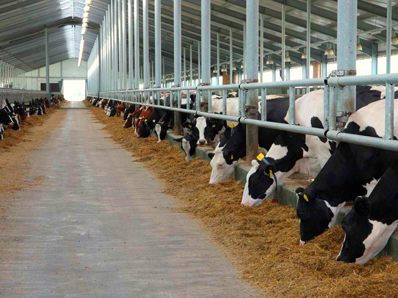 В Рязанской области производство молока выросло на 5,5 %