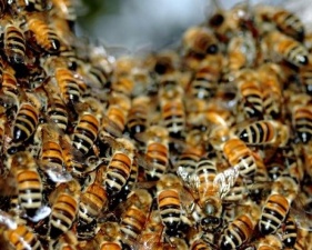Пчеловодам рекомендуют уже зимой подумать о покупке пчелосемей