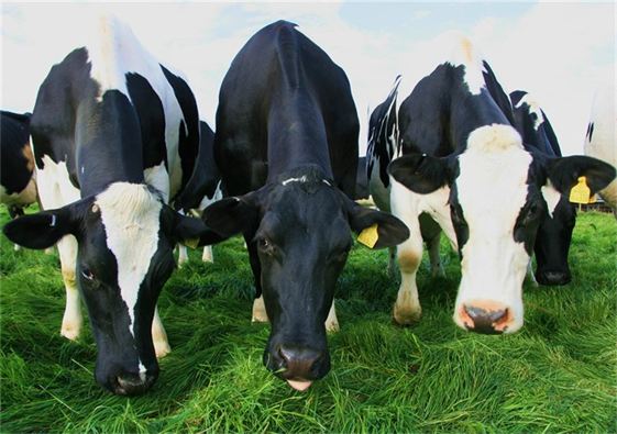 По итогам 2016 года в Рязанской области на 3,6% увеличилась продуктивность дойного стада По итогам 2016 года в Рязанской области на 3,6% увеличилась продуктивность дойного стада