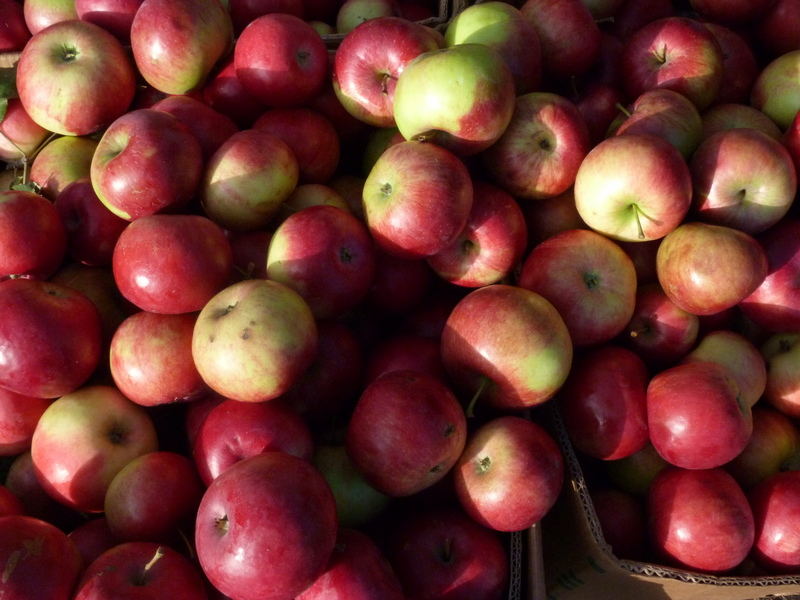 В Рязанской области собирают урожай яблок