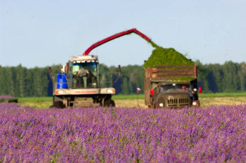 В Рязанской области убрано около 70% кукурузы на силос