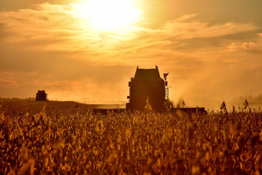Урожай масличных культур – максимальный в истории Рязанской области