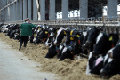 В Рязанской области продолжается рост производства молока