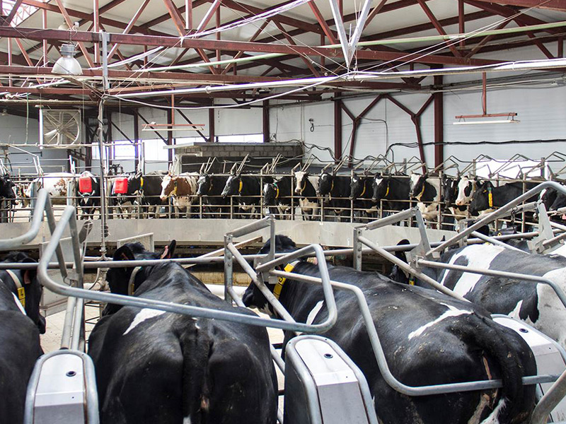 По итогам I полугодия производство молока в сельхозпредприятиях Рязанской области увеличено на 6%