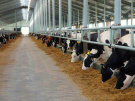 В Рязанской области производство молока выросло на 4,8 %