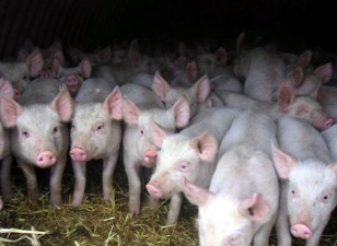 Угроза заноса африканкой чумы свиней на территорию Рязанской области сохраняется