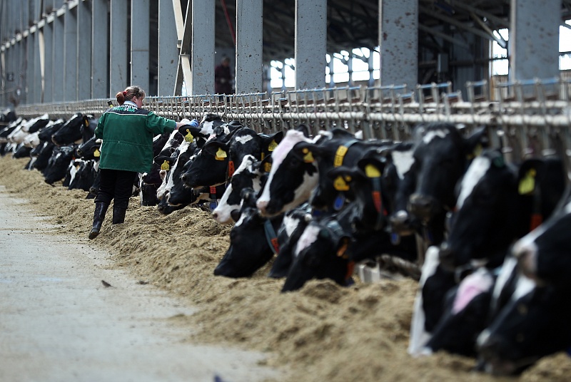 В Рязанской области производство молока выросло на 8 %