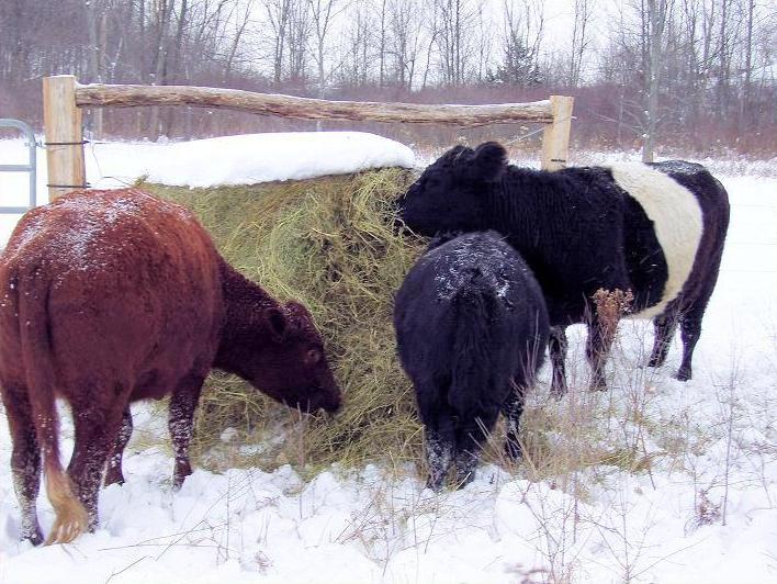 коровы и сено