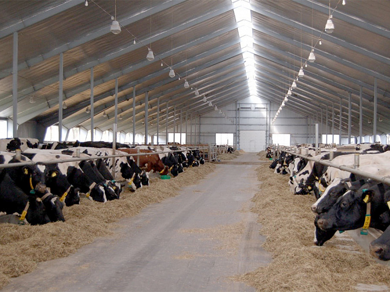Молочный комплекс ООО «Простор» с поголовьем 750 коров