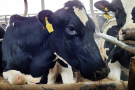 Больше всех молока за год дала корова по кличке «Ворчливая» из Шацкого района