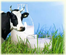 Объём реализации молока в сельхозорганизациях вырос на 6%