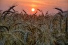 В семи предприятиях Рязанской области урожайность зерновых превышает 60 ц/га